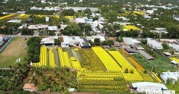 Làng hoa hơn 70 năm tuổi ở miền Tây tìm hướng đi mới