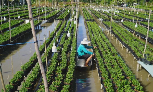 Làng hoa lớn nhất miền Tây tất bật chuẩn bị vụ Tết