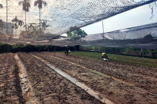 Làng hoa Tây Tựu thiệt hại nặng do ngập úng