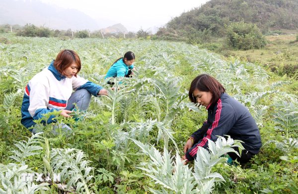 Lào Cai đẩy mạnh ứng dụng công nghệ mới phát triển dược liệu, cây trồng chủ lực