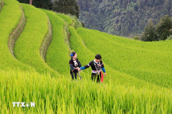 Lào Cai đón hơn 9,8 triệu lượt khách trong 9 tháng năm 2026