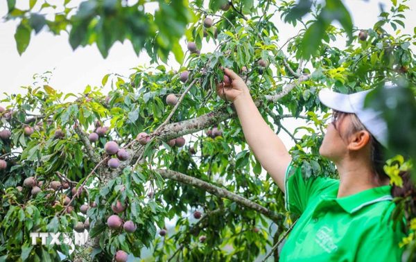 Lào Cai hỗ trợ khu vực kinh tế tư nhân tăng cạnh tranh, mở rộng xuất khẩu