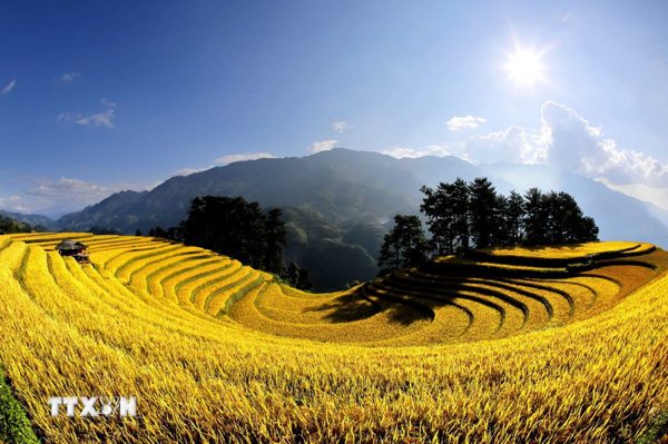 Lào Cai: Mùa vàng hút khách ở vùng cao Mù Cang Chải