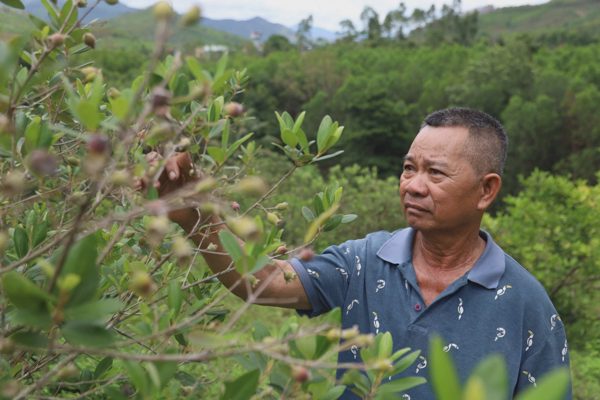 Lão nông phủ xanh đồi cằn bằng sim rừng