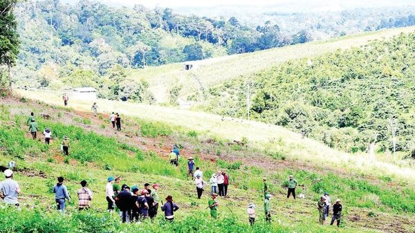 Lập lại kỷ cương quản lý đất lâm nghiệp