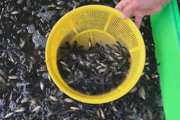 Lâu lâu mới gặp cá rô bí, bà nội trợ mua ngay với giá 120.000 đồng/kg