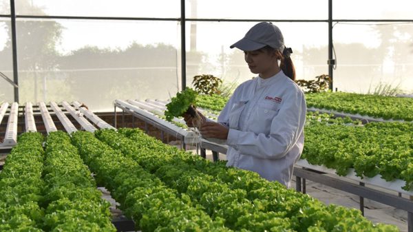 Lấy hiệu quả làm thước đo chuyển đổi xanh