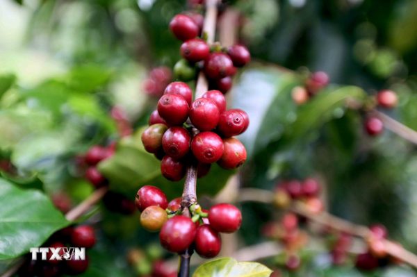 Lễ hội Càphê Sơn La năm 2026: Hướng tới đưa Arabica Sơn La vươn tầm thế giới
