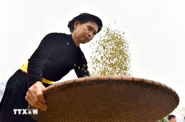 Lễ hội cốm Hợp Thành: Từ hạt cốm dẻo thơm đến nghi lễ ngàn đời