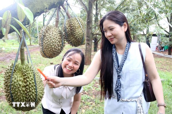 Lễ hội Sầu riêng Đắk Lắk: Khi trái ngọt kể câu chuyện đại ngàn