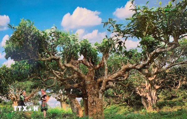 Lễ hội Trà Shan tuyết Suối Giàng ở Lào Cai: Tôn vinh giá trị của cây chè cổ thụ