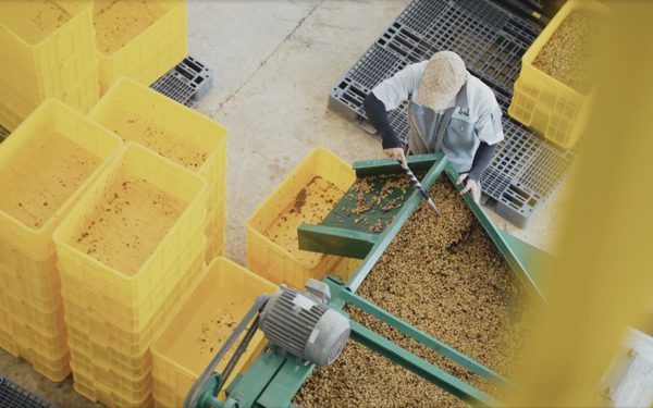 Lên men cà phê: Ở đâu, khi nào và vì sao?