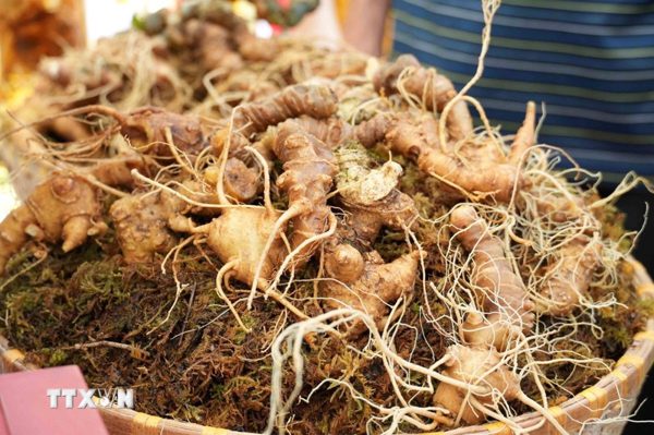 Liên kết “bốn nhà” để nâng tầm giá trị sâm Lai Châu