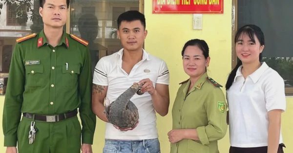 Liên tiếp phát hiện, giải cứu tê tê quý hiếm bên đường