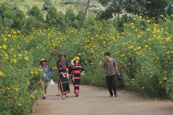 Lo tình trạng hái hoa dã quỳ, xã kêu gọi “xin để hoa ở lại với núi đồi”