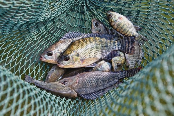 Loại cá bình dân giàu đạm bán đầy chợ Việt, được người Nhật mua làm sashimi