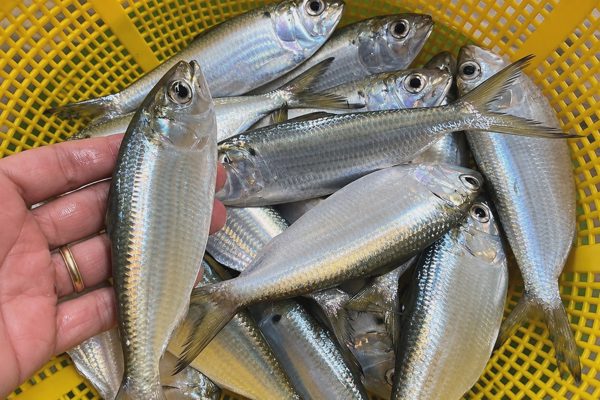 Loại cá được chuyên gia Mỹ khen "tốt hơn cá hồi", ở chợ Việt rất rẻ
