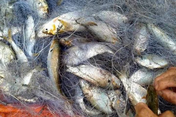 Loại cá giàu dưỡng chất trẻ ăn phát triển xương, người già nhận nhiều lợi ích