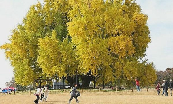 Loài cây 'bốc mùi' khiến người Hàn vừa yêu vừa ghét