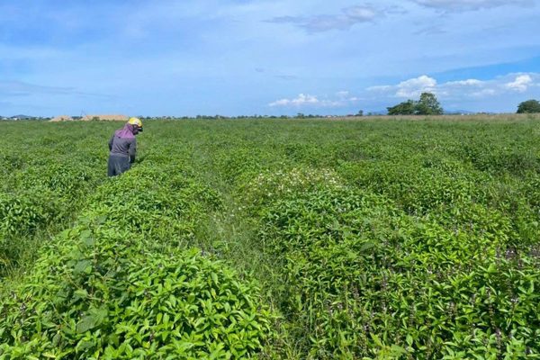 Loài cây càng cắt càng mọc, thu 5-6 lứa/năm