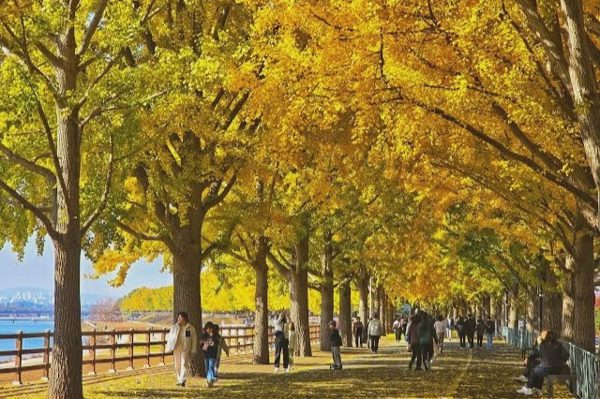 Loại cây khiến người dân Hàn Quốc vừa yêu vừa khó chịu vì bốc mùi nồng nặc