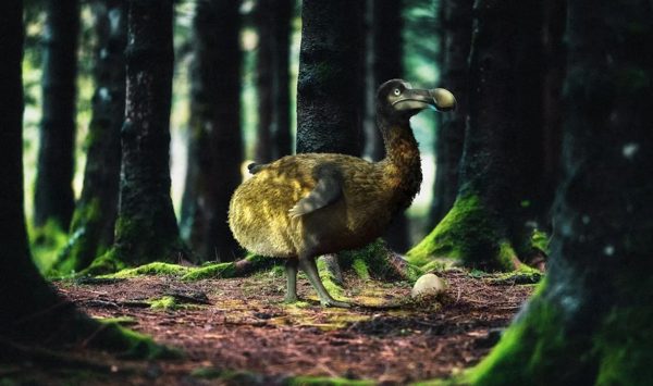 Loài chim dodo tuyệt chủng từ thế kỷ 17 sắp có cơ hội được hồi sinh