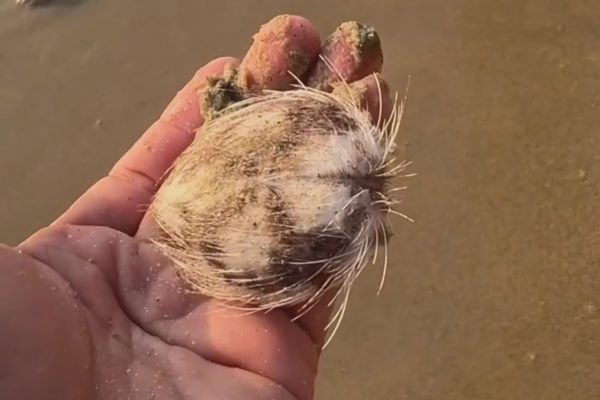 Loài có nhiều gai nhọn trôi dạt vào bãi biển Nha Trang
