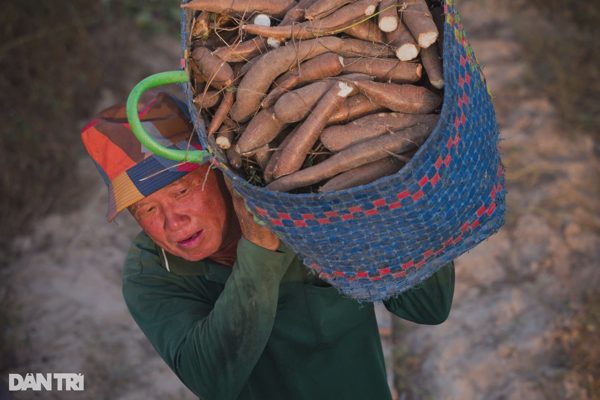 Loại củ ở Việt Nam giá "rẻ bèo", Trung Quốc mua hơn 2 triệu tấn