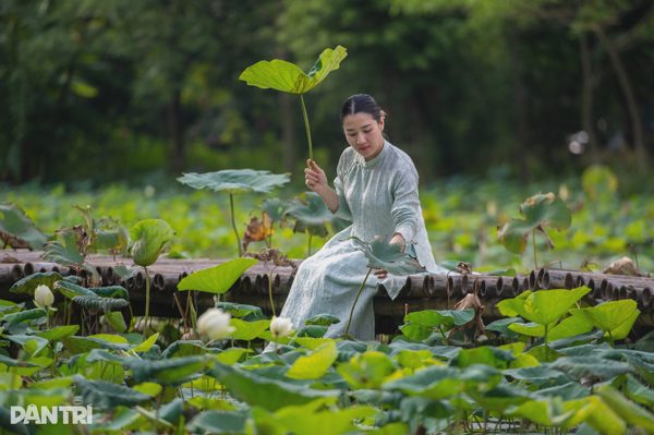 Loại hoa "chưa cần hái đã thu tiền về" đang giúp nông dân Việt trúng lớn