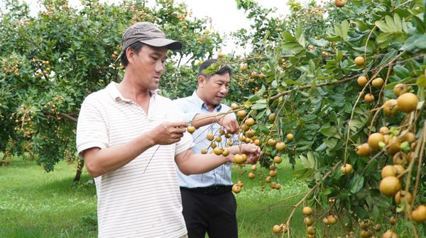 Loại nhãn có vị mặn được thương lái lùng mua tận gốc