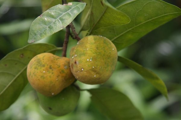 Loại quả chua kho cá, nấu canh, lá rất tốt cho người đau xương khớp