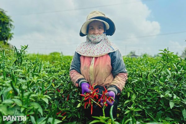 Loại quả gia vị là kho vitamin quý, ngoài chợ đang tăng giá mạnh