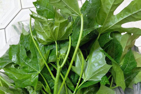 Loại rau 'trường thọ' nhưng chuyên gia khuyên tuyệt đối không ăn sống