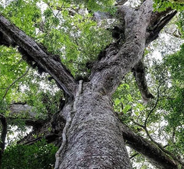Loài thông quý hiếm chỉ có tại Việt Nam, được coi là hoá thạch sống