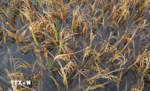 Lũ kết hợp triều cường gây ngập, thiệt hại nhiều diện tích lúa ở Đồng Tháp
