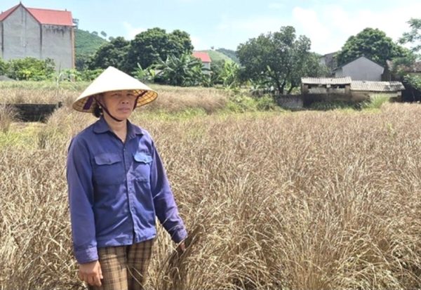Lũ rút, hàng trăm ha cây trồng ở Thanh Hóa héo úa, thối gốc