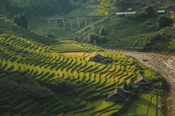 Lúa chuyển màu trên ruộng bậc thang Tả Van, Nậm Cang