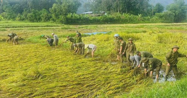 Lúa ngã rạp sau mưa lớn, cả xã xuống đồng lội bùn gặt lúa giúp dân
