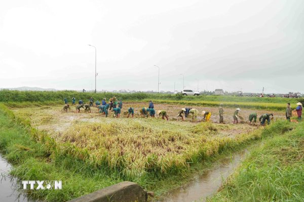 Lực lượng vũ trang Hà Tĩnh xuống đồng giúp dân cứu lúa sau đợt mưa lớn