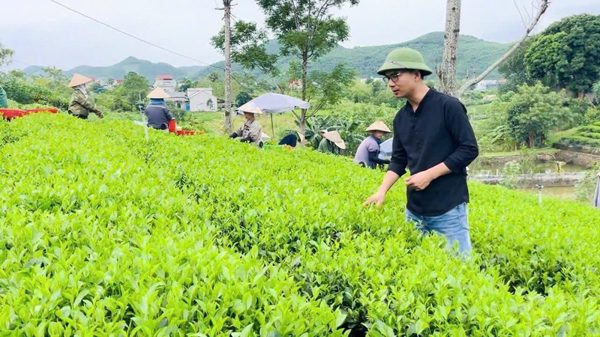 Lưu giữ ký ức cho tương lai qua những búp trà