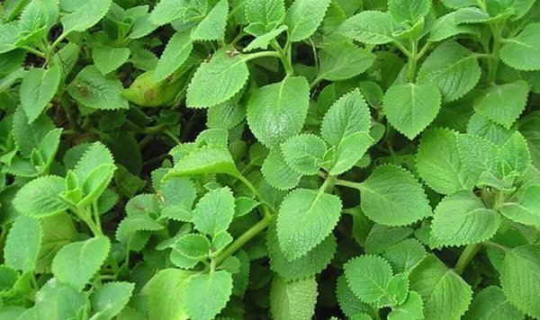 Lý do  gia đình nào cũng nên trồng cây húng chanh