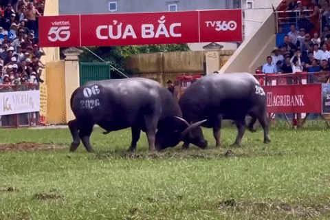 Mãn nhãn những kháp đấu dũng mãnh tại lễ hội chọi trâu Đồ Sơn