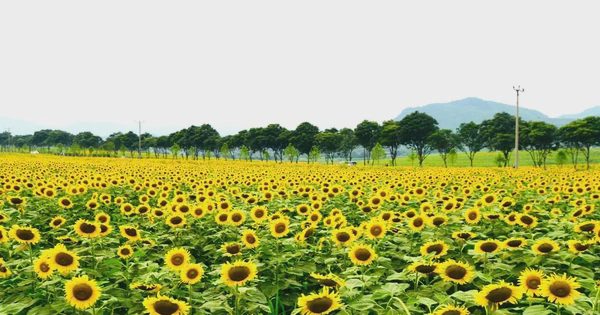 Mãn nhãn với cánh đồng hoa hướng dương vàng rực ở Nghệ An