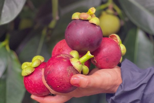 Măng cụt Bảo Lộc cuối mùa giá cao, khách cẩn thận mua nhầm hàng nhập