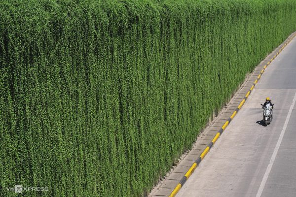 Mảng xanh trên các công trình giao thông ở Hà Nội