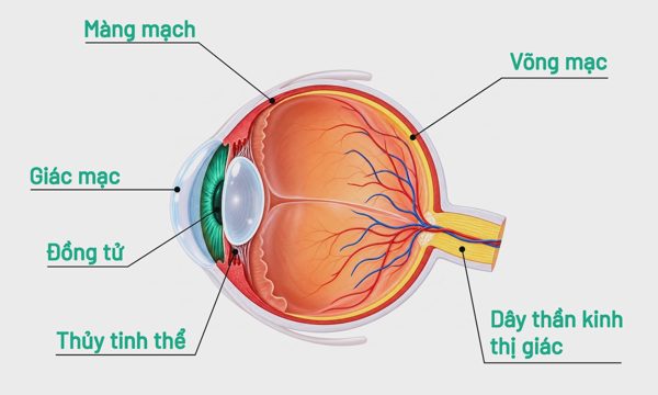 Mắt phản ứng trước thay đổi ánh sáng thế nào