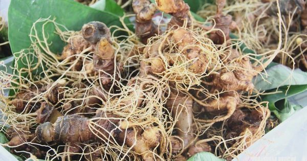 Mê trận sâm Ngọc Linh thật - giả: Làm sao biết đúng nguồn gốc?