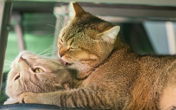 Mèo liếm lông cho nhau có phải lúc nào cũng thân mật?