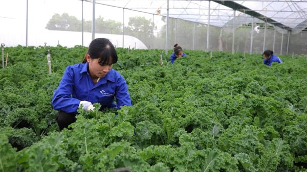 Mở đường cho nông nghiệp hữu cơ
