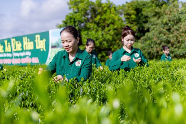 Mô hình 'Hợp tác xã xã hội chủ nghĩa' ở Thái Nguyên có gì đặc biệt?